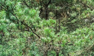 植物中的大熊猫是哪一种植物 被誉为植物中的大熊猫是哪一种植物