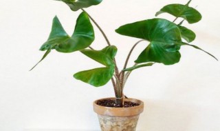 海芋的种植方法是什么（海芋用什么土种植好）