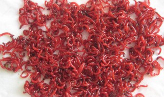 买回来的水蚯蚓怎样保存（买回来的蚯蚓怎么保存）