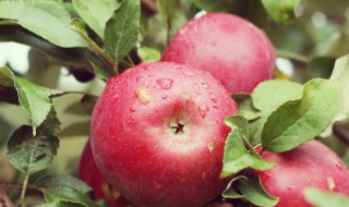 苹果被磕烂了为什么不易保存（苹果怎么保存不容易烂）