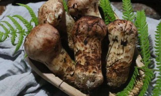 松茸怎样保存的时间长（松茸怎么保存时间最长）