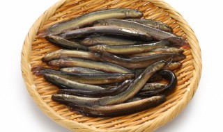 处理后的泥鳅怎么保存 处理好的泥鳅怎么保存