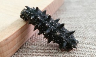 海参如何保存方法(海参的保存方法)