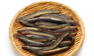 活泥鳅怎么长时间保存 熟泥鳅保存多久