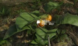 绿色地狱如何做护甲（绿色地狱犰狳护甲怎么做）