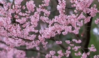 广州春天最早开花的花是什么花（广州春天最早开花的花是什么花名）