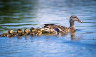 炖鸭汤要哪些材料(炖鸭汤加什么材料)