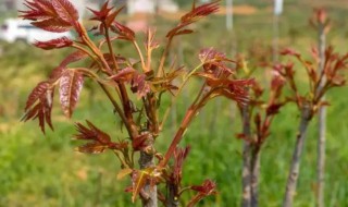 问下香椿的种植时间以及管理方法 问下香椿的种植时间以及管理方法图片