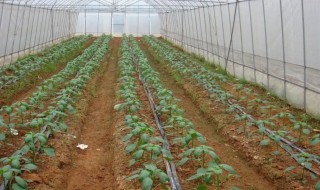秋季冷棚辣椒的种植时间（春季冷棚辣椒栽培技术）