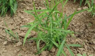 柴胡种植时间什么时候最合适（柴胡几月份种植好柴胡生长期多长时间）