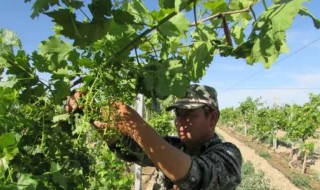 葡萄春季剪枝时间和方法（春天葡萄剪枝时间和方法）