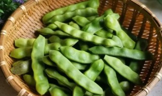 东北油豆角什么时候种植 东北油豆角什么时候种植视频