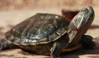 小乌龟可以和大乌龟养在一起吗