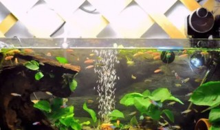 养乌龟缸里面放植物好不好（乌龟缸放什么绿植）