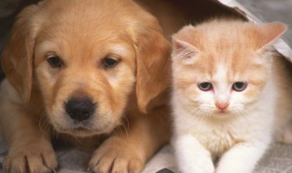 把小狗放在阳台好吗（小狗放阳台上可以吗）