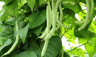 春天芸豆什么时间种植（春天芸豆什么时候种植最好）
