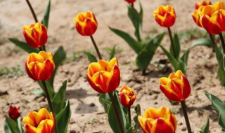 郁金香的种植方法和时间是什么 郁金香的种植时间和开花时间