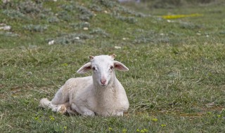 怎样拔羊毛又快又干净 轻松拔羊毛的技巧