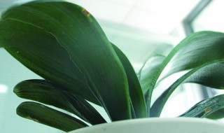 君子兰夏天的养殖方法和注意事项（君子兰的夏季养殖方法和注意事项）