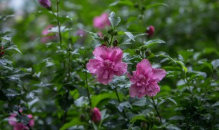 木槿花开的时候木槿花代表什么 木槿花开有什么含义