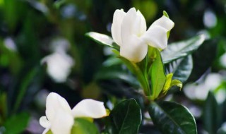 刚买回家的栀子花叶子蔫了怎么办（刚买来的栀子花蔫了怎么办）