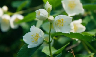 福州的市花为什么是茉莉花（福州茉莉花的由来）