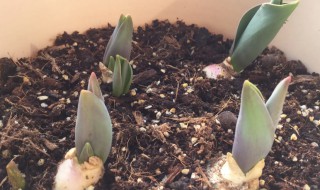 郁金香种植如何低温处理（郁金香的种植方法和温度）