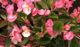 观叶秋海棠的养殖方法和注意事项（观叶秋海棠的养殖方法和注意事项图片）