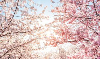 日本的国花是什么花 中国的国花是什么花