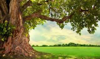 树下适合种植什么（树下适合种植什么蔬菜）