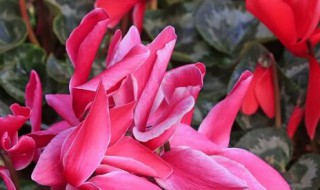 仙客来种子种植方法和注意事项（仙客来种子种植方法和注意事项视频）