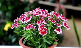 石竹的种植方法和注意事项 地栽石竹的种植方法和注意事项