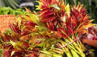 香椿苦味怎么回事 香椿味苦是怎么回事