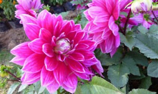 秋牡丹的养殖方法和注意事项 初春牡丹花的养殖方法和注意事项