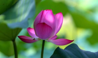 莲花是哪个国的国花（蓝莲花是哪国国花）