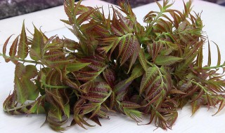 香椿芽怎么保存 香椿芽怎么保存到冬天