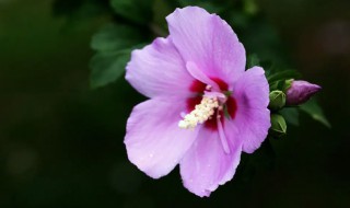 木槿花叶子蔫了能活吗 木槿花蔫了,还能活过来吗