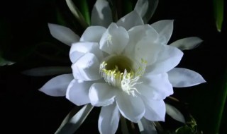 昙花的叶子蔫了怎么办 昙花蔫了怎么回事儿