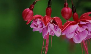 灯笼花叶子蔫了怎么办（灯笼花蔫了怎么回事）