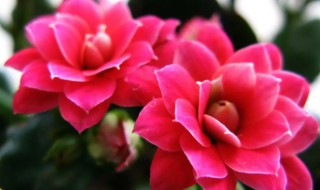 种植长寿花的注意事项（长寿花种植方法和注意事项）