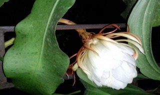 昙花的早期花苞是什么样子 昙花花苞初期图片