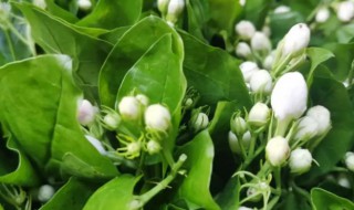 茉莉花叶子蔫了是什么原因 茉莉花叶子有点蔫