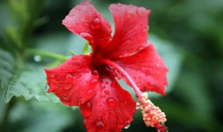 扶桑花叶子蔫了咋办（扶桑花叶子蔫了是怎么回事）