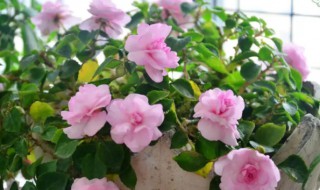 盆栽木槿花叶子黄的原因（木槿花叶子发黄的原因及解决方法）