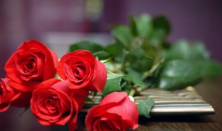 玫瑰花叶子为什么蔫了（玫瑰花出叶后又发蔫了）