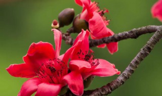 攀枝花市的市花是什么花（攀枝花市又叫什么）