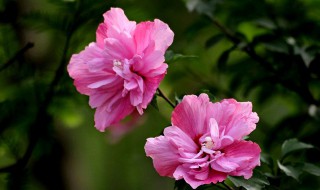 木槿花开是什么意思（木槿花开花的寓意）