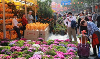 玉兰花是哪个城市的市花（白玉兰花是哪个城市的市花）