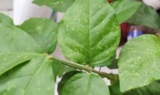 茉莉花的叶子发蔫会死吗（茉莉花叶子干枯是不是死了）