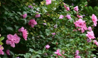 盆栽木槿花冬季落叶吗(木槿花冬季栽种可以吗)